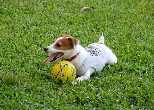 jack russel terrier labdával