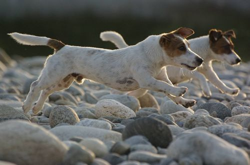 jack russel terrierek