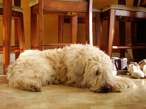 kutya, terrier, wheaten terrier, kutyás kép