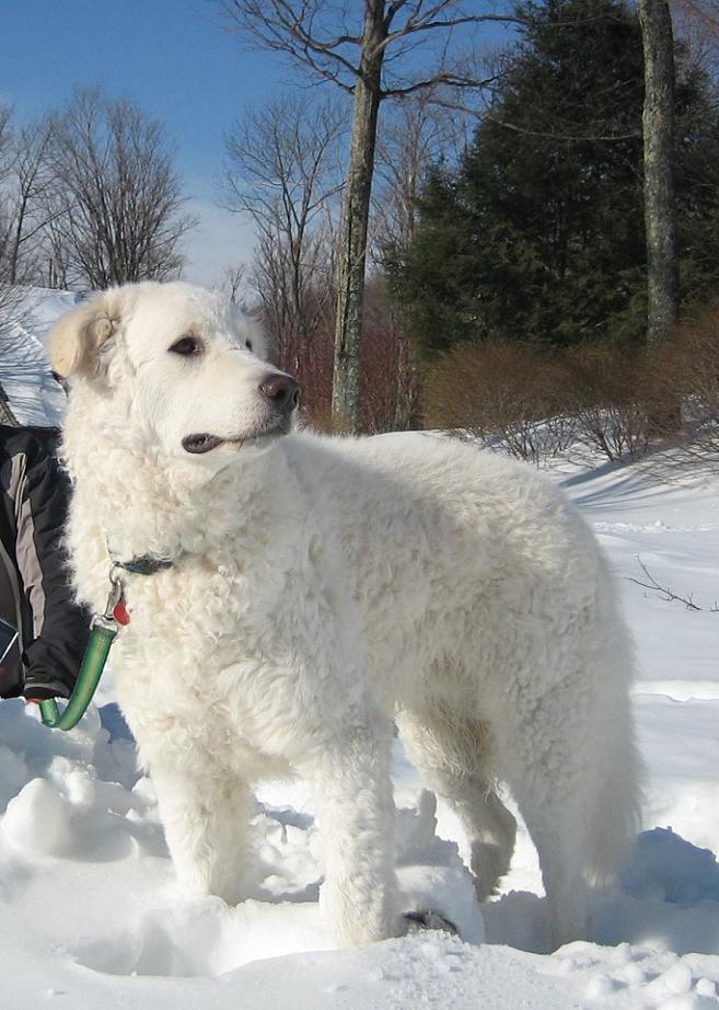 kuvasz, magyar, kutya