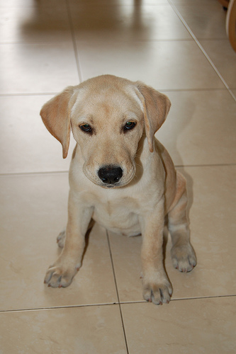 bezs-labrador-retriever