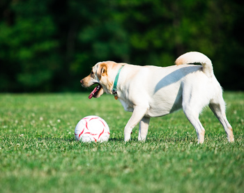 labrador-retriever-focizik