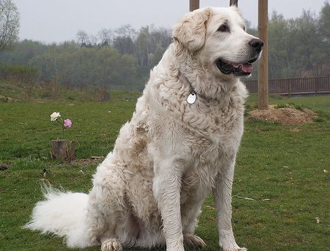 kuvasz, kutya, kutyafajták