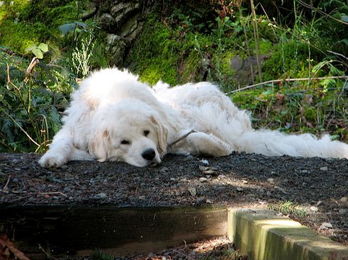 kuvasz, hűséges, kutya