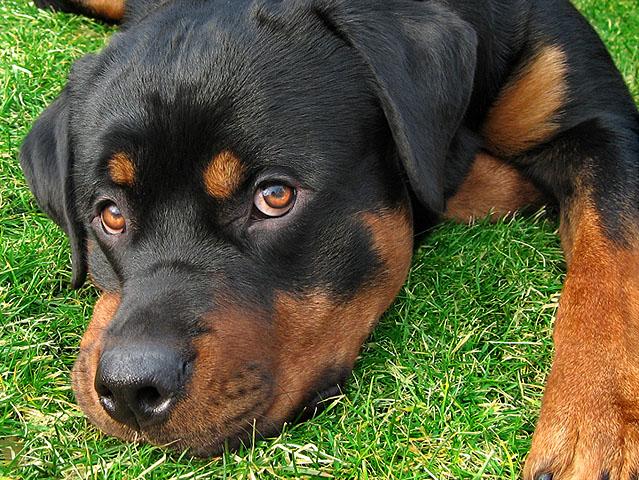 rottweiler, kutya, kiskutya