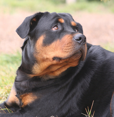 rottweiler, kutya, nevelés