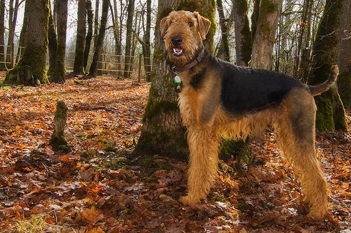 airedale-trerrier