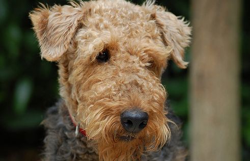 airedale-terrier-feje