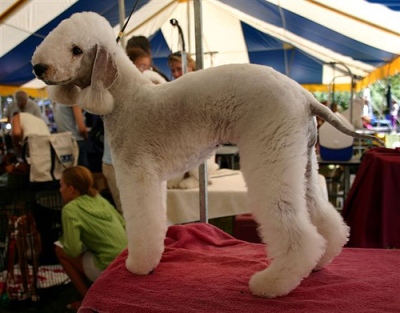 Bedlington terrier