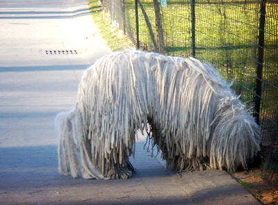 Komondor