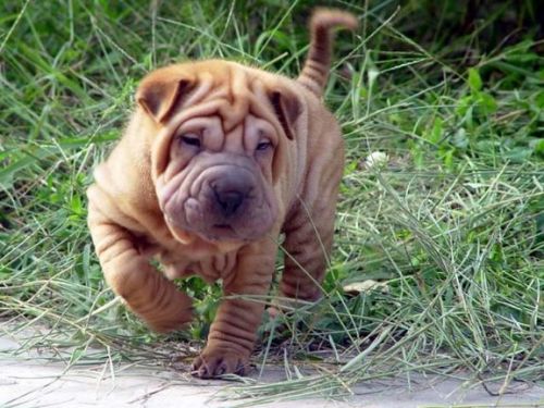 Shar-pei