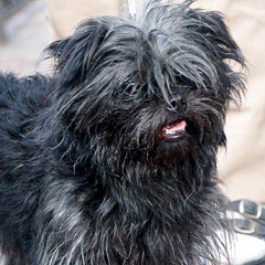 Affenpinscher: bozontos kis törpe majom és a pincsi keveréke?