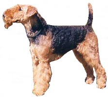 Airdale terrier, a hatalmas, elegáns megjelenésű terrier