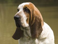 basset hound