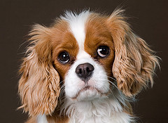 Cavalier King Charles Spániel 