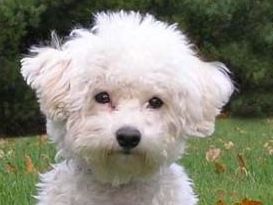 Bichon Frise