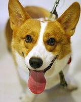 welsh corgi