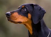 dobermann