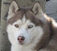 husky