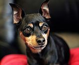 Pinscher