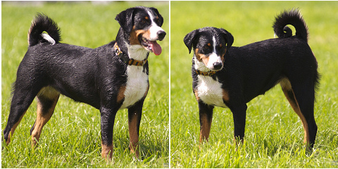 Appenzeller sennenhund