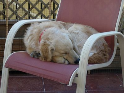 alvo-golden-retriever