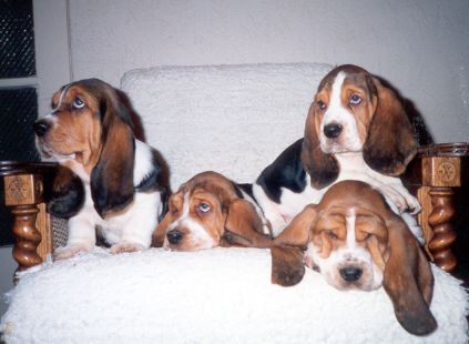 Basset hound, a földszintes nyomkövető