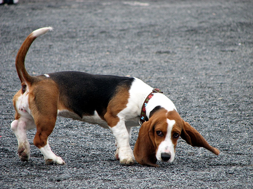 Basset hound, a földszintes nyomkövető