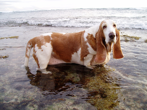 Basset hound, a földszintes nyomkövető