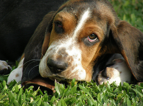 basset hound