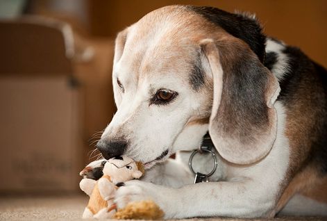 beagle, kiskutya, malacka