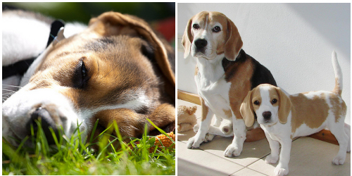 A beagle izmos, kompakt kutya