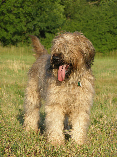 briard