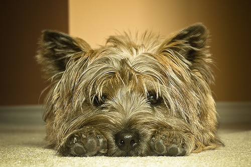 Cairn terrier fekszik