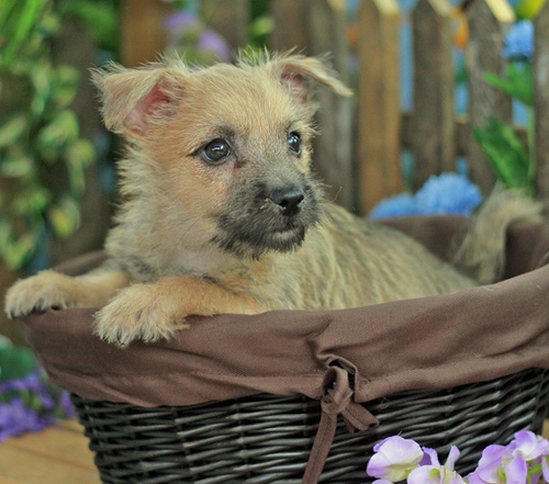 Cairn terrier kölyökkutyus