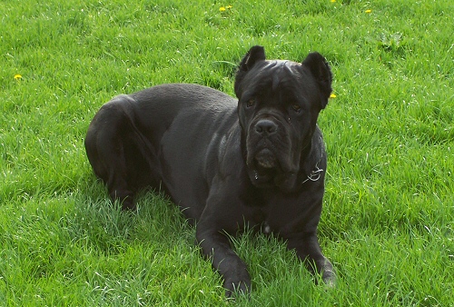 cane corso, kutya, cane corso képzése