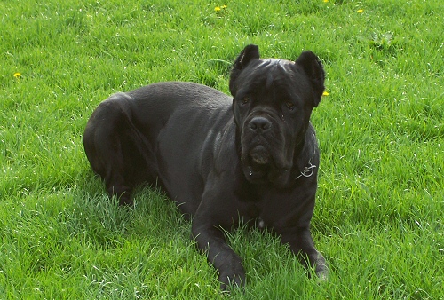 cane corso, kutya, cane corso képzése