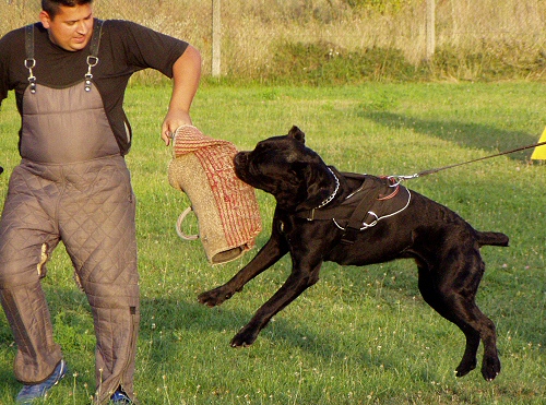 cane corso, kutyakiképzés