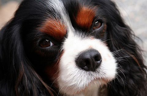 Cavalier king charles spániel