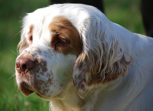 clumber-spaniel-kutyafajta