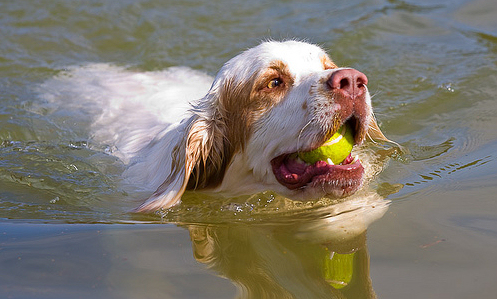 clumber-spaniel-uszik