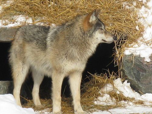 Canis lupus