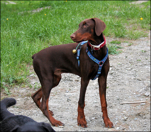 barna-dobermann