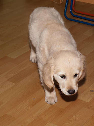 Golden retriever kiskutya vadászik