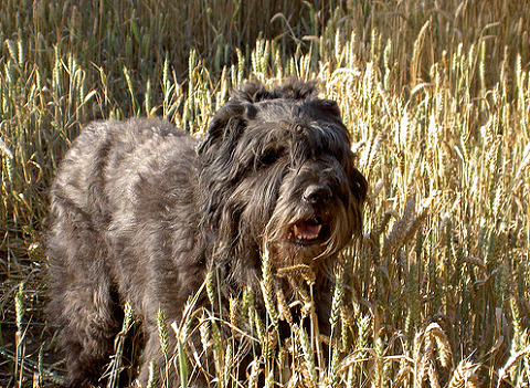 Flandriai pásztorkutya: Bouvier des Flandres