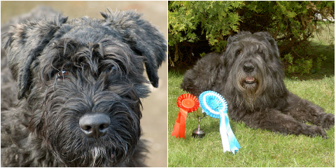 Flandriai pásztorkutya: Bouvier des Flandres