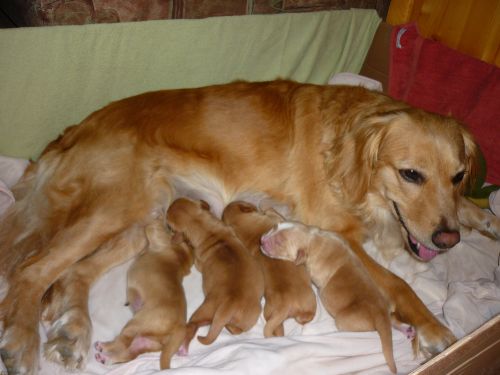 szoptato-golden-retriever