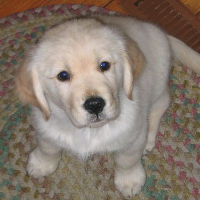 feher-golden-retriever-kolyok