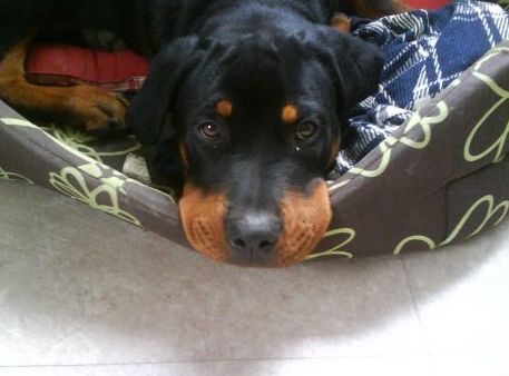 rottweiler, roti, kutya