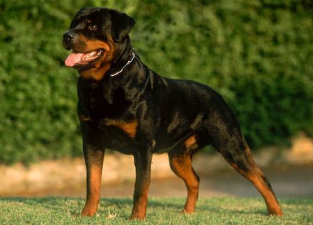 rottweiler, kutya, kutyatartás